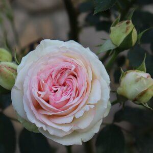 Meet your Posher, Autumn